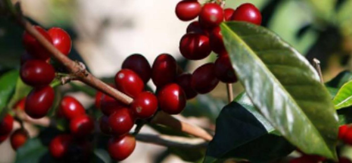 Cung Cấp Các Giải Pháp Kinh Doanh Cà Phê